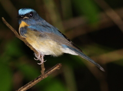 Cyornis glaucicomans