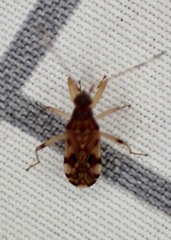 Ozophora picturata