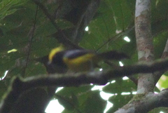 Melanochlora sultanea