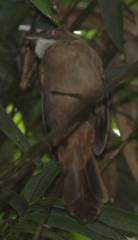 Alophoixus ochraceus