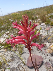 Tritoniopsis antholyza