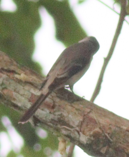 Swinhoe's Minivet (Pericrocotus cantonensis), photo 10
