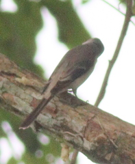 Pericrocotus cantonensis