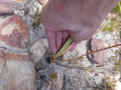 Tritoniopsis antholyza