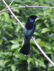 Dicrurus hottentottus