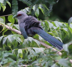 Phaenicophaeus tristis