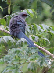 Phaenicophaeus tristis