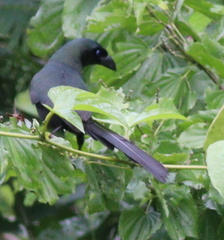 Crypsirina temia