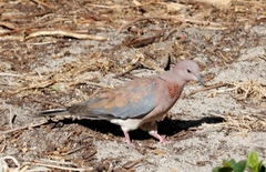 Streptopelia senegalensis senegalensis