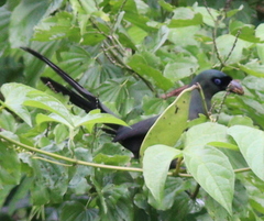 Crypsirina temia