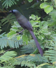 Crypsirina temia