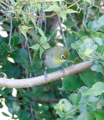 Zosterops virens capensis