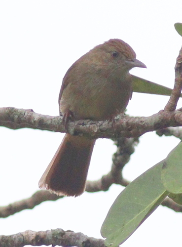 Olive Bulbul (Iole viridescens), photo 10