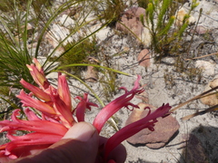 Tritoniopsis antholyza