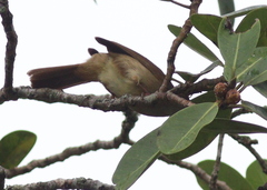 Iole viridescens cinnamomeoventris