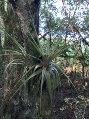 Tillandsia geminiflora