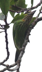 Psilopogon faiostrictus