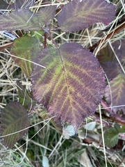 Rubus bifrons