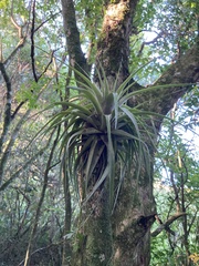 Tillandsia geminiflora