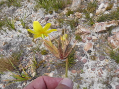 Bobartia longicyma