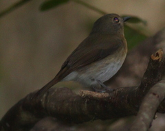 Cyornis