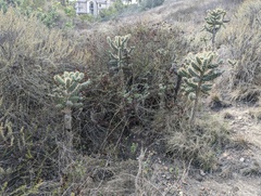 Cylindropuntia prolifera