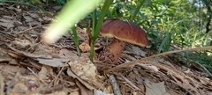 Boletus