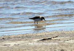 Calidris minuta