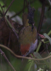 Orthotomus atrogularis