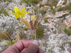 Bobartia longicyma