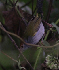 Orthotomus atrogularis