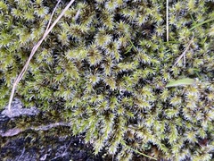 Racomitrium elongatum