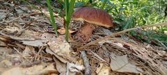 Boletus