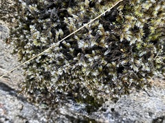 Racomitrium canescens