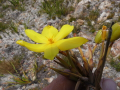 Bobartia longicyma