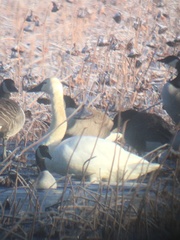 Cygnus columbianus columbianus