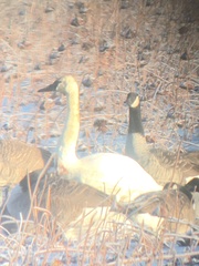 Cygnus columbianus columbianus