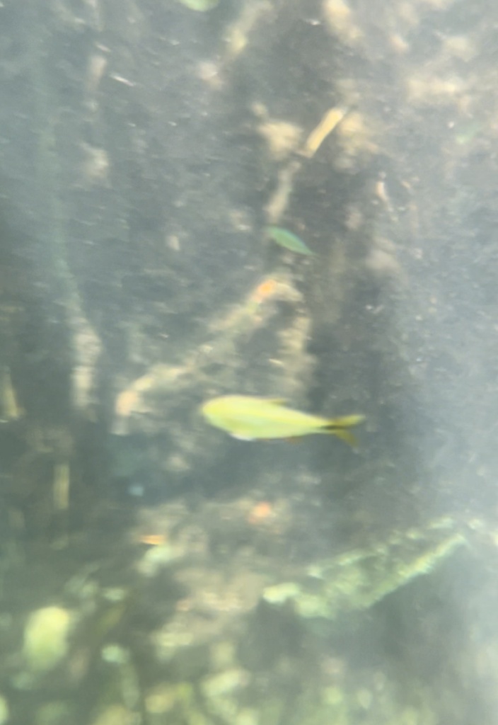 Buenos Aires tetra (Hyphessobrycon anisitsi) — Characidae