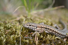Podarcis muralis