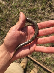 Ophisaurus attenuatus