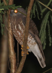 Ninox scutulata