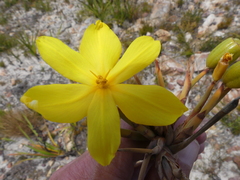 Bobartia longicyma