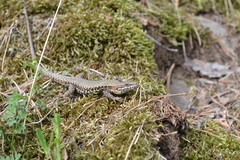 Podarcis muralis