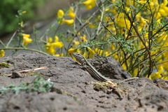Podarcis muralis