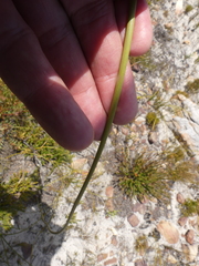 Bobartia longicyma
