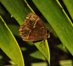 Bicyclus safitza
