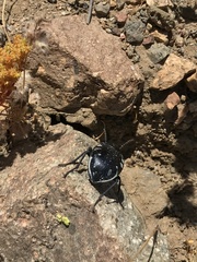 Gyriosomus