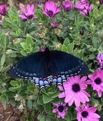 Lepidoptera