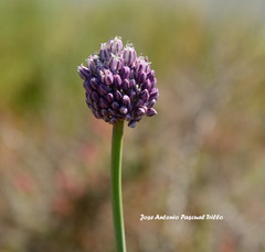 Allium ampeloprasum