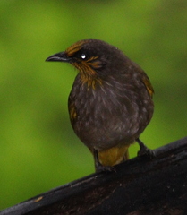 Pycnonotus finlaysoni